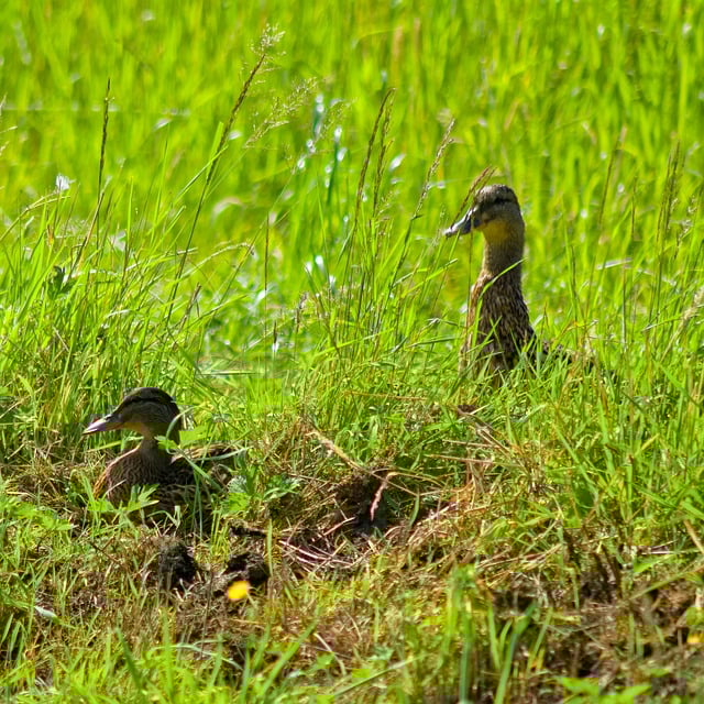 Free download duck grass green nature free picture to be edited with GIMP free online image editor