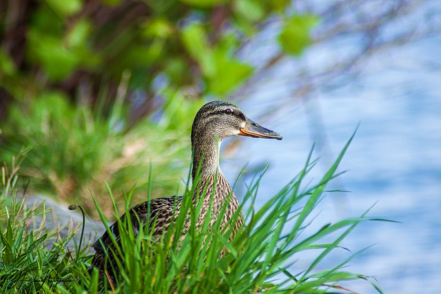 Free download duck grass water summer landscape free picture to be edited with GIMP free online image editor