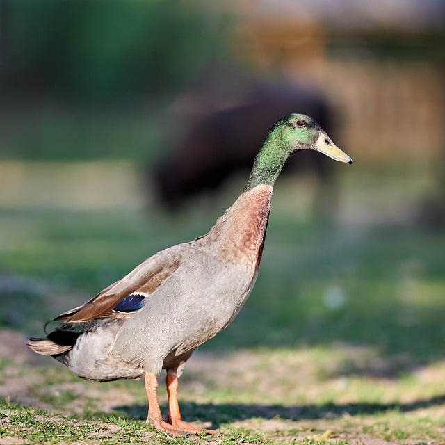Free download duck indian runner duck male animal free picture to be edited with GIMP free online image editor