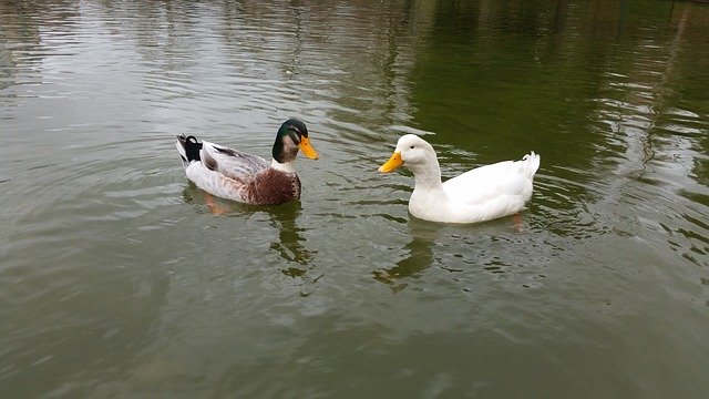 Free download Duck Istanbul Bird -  free photo or picture to be edited with GIMP online image editor