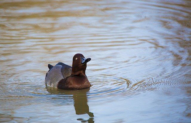 Free download duck lake bird river animal free picture to be edited with GIMP free online image editor