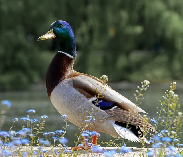 Free download duck lake flowers bird nature free picture to be edited with GIMP free online image editor