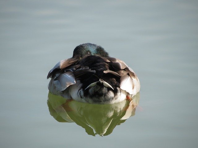 Descărcare gratuită Duck Lake Reflection - fotografie sau imagini gratuite pentru a fi editate cu editorul de imagini online GIMP