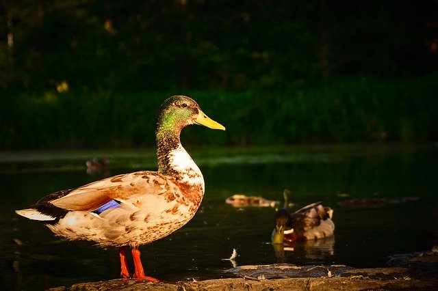 Unduh gratis Duck Lakeside Pond - foto atau gambar gratis untuk diedit dengan editor gambar online GIMP