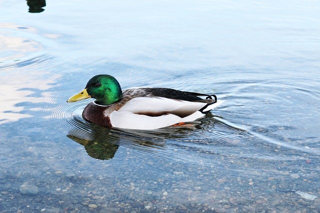 Bezpłatne pobieranie darmowego szablonu zdjęć Duck Lake Water do edycji za pomocą internetowego edytora obrazów GIMP