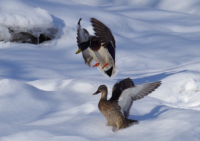 Descarga gratuita Duck Landing Animal: foto o imagen gratuita para editar con el editor de imágenes en línea GIMP