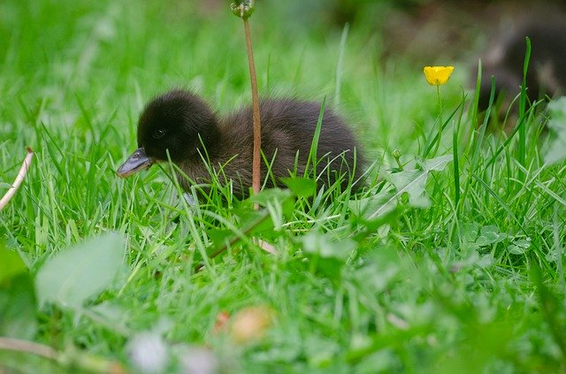 دانلود رایگان Duckling Baby Duck - عکس یا عکس رایگان قابل ویرایش با ویرایشگر تصویر آنلاین GIMP