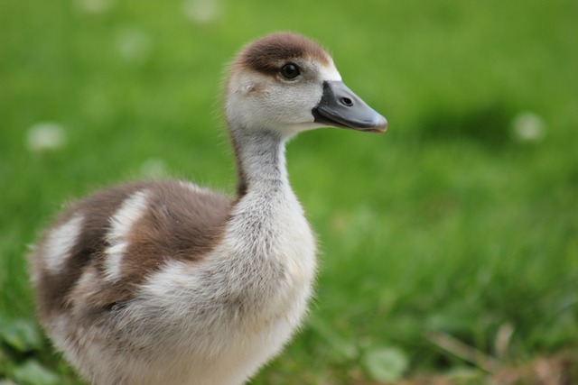 Free download duckling bird animal beak bill free picture to be edited with GIMP free online image editor