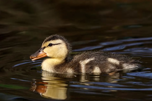 Free download duckling bird waterfowl water bird free picture to be edited with GIMP free online image editor