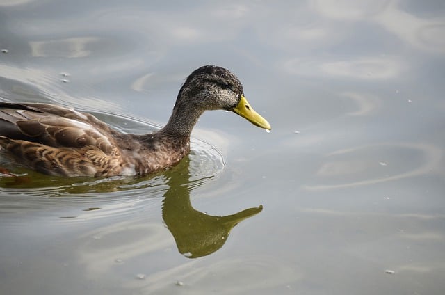 Free download duckling duck bird lake river free picture to be edited with GIMP free online image editor