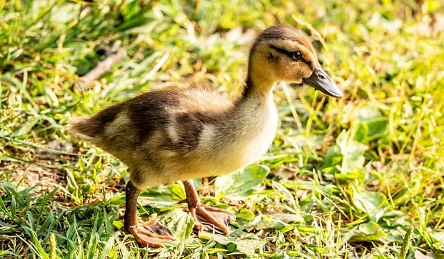 Free download duckling duck cute lake lakeside free picture to be edited with GIMP free online image editor