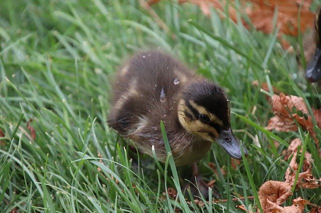 Descarga gratuita Duckling Ducks Birds: foto o imagen gratuita para editar con el editor de imágenes en línea GIMP