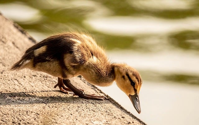 Free download duckling nature pen feather cute free picture to be edited with GIMP free online image editor