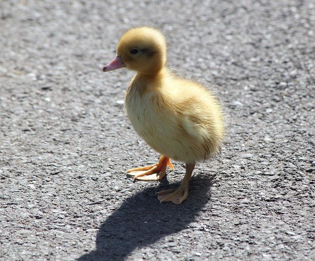 Free download Duckling New Chicks -  free photo or picture to be edited with GIMP online image editor