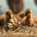 Ducklings  screen for extension Chrome web store in OffiDocs Chromium