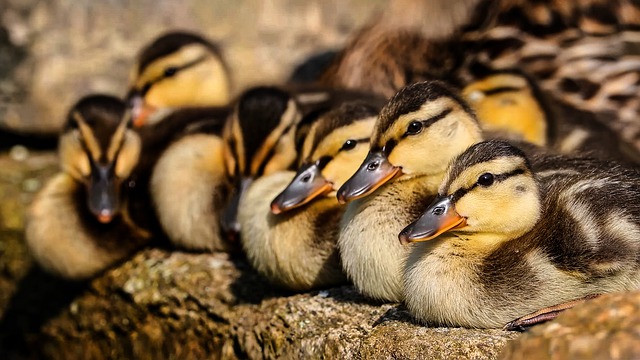 Free download ducklings birds beaks bills free picture to be edited with GIMP free online image editor