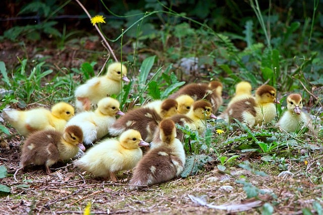 Free graphic ducklings birds flock babies young to be edited by GIMP free image editor by OffiDocs