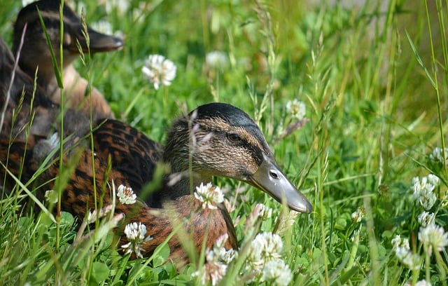 Free download ducklings chick offspring ducks free picture to be edited with GIMP free online image editor