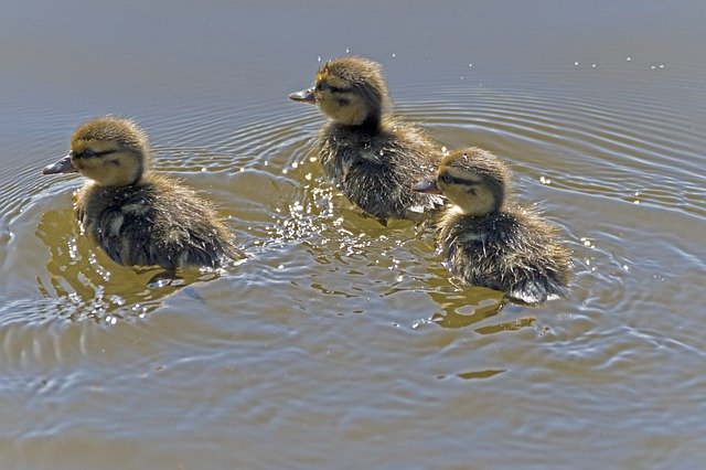 Скачать бесплатно Ducklings Chicks Swim - бесплатное фото или изображение для редактирования с помощью онлайн-редактора GIMP