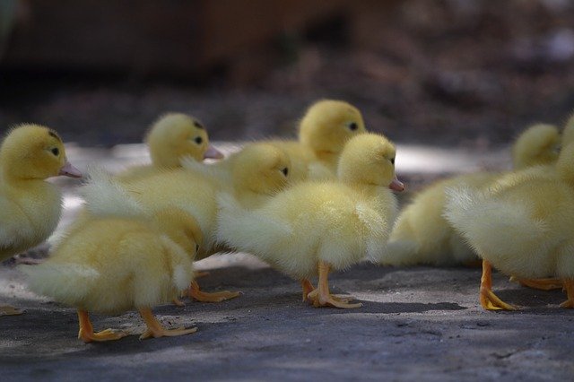 Free download Ducklings Cute -  free photo or picture to be edited with GIMP online image editor