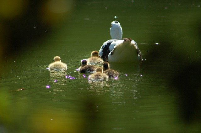 Descarga gratuita Ducklings Duck Chicks: foto o imagen gratuita para editar con el editor de imágenes en línea GIMP