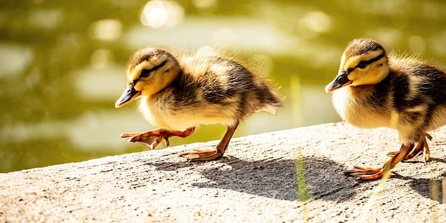 Free download ducklings nature ducks cute free picture to be edited with GIMP free online image editor