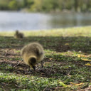 Ducklings on the river  screen for extension Chrome web store in OffiDocs Chromium