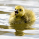 Duckling swimming  screen for extension Chrome web store in OffiDocs Chromium
