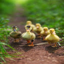 Duckling wallpaper  screen for extension Chrome web store in OffiDocs Chromium