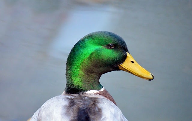 Kostenloser Download Duck Mallard Bird - kostenloses Foto oder Bild zur Bearbeitung mit GIMP Online-Bildbearbeitung