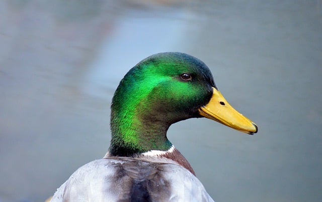 Free download Duck Mallard Bird -  free photo or picture to be edited with GIMP online image editor