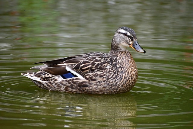 Free download duck mallard bird animal plumage free picture to be edited with GIMP free online image editor