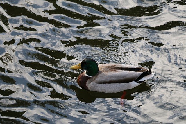 Free download duck mallard bird swim waterfowl free picture to be edited with GIMP free online image editor