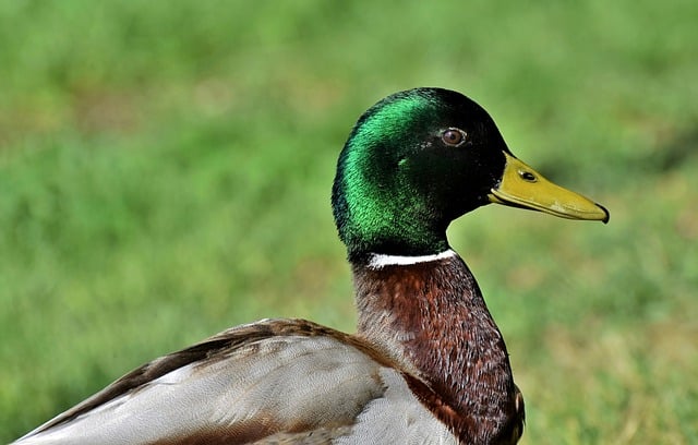 Free download duck mallard bird water bird free picture to be edited with GIMP free online image editor