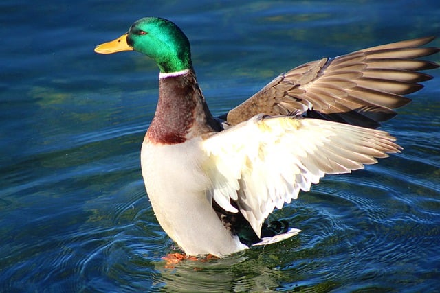Free download duck mallard bird waterfowl free picture to be edited with GIMP free online image editor