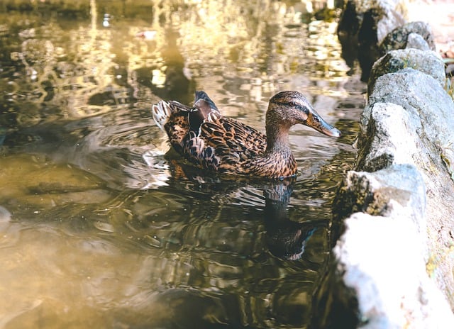 Завантажте безкоштовно качка крижень птах водоплавний птах чирок безкоштовне зображення для редагування за допомогою безкоштовного онлайн-редактора зображень GIMP