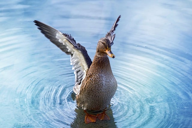 Free download duck mallard bird water wings free picture to be edited with GIMP free online image editor