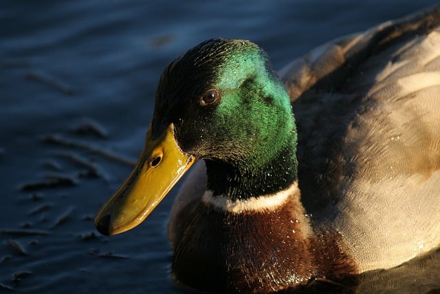 Free download duck mallard drake male bird free picture to be edited with GIMP free online image editor