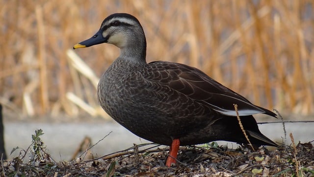 GIMP ücretsiz çevrimiçi resim düzenleyiciyle düzenlenecek ücretsiz indir ördek yeşilbaş ördek kış ücretsiz resmi