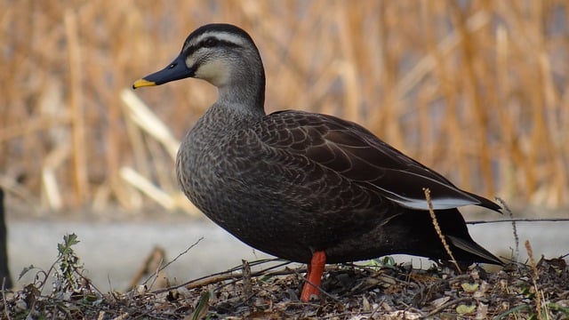 Free download duck mallard duck winter free picture to be edited with GIMP free online image editor