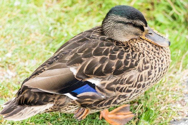 Free download Duck Mallard Female Water -  free photo or picture to be edited with GIMP online image editor