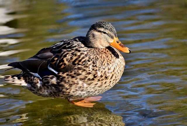 Free download duck mallard lake bird water bird free picture to be edited with GIMP free online image editor