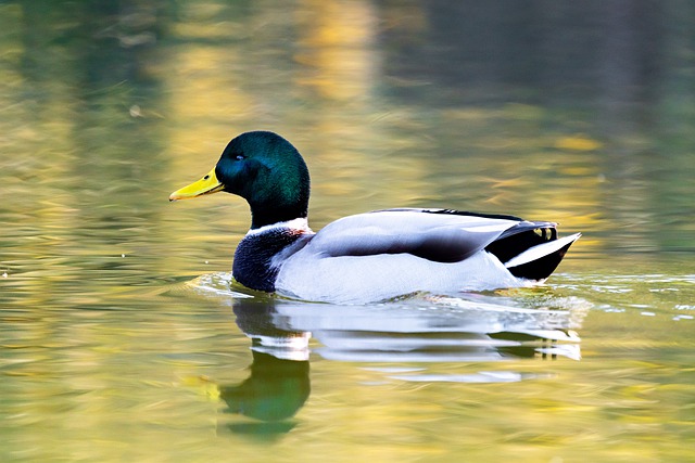 Bezpłatne pobieranie bezpłatnego zdjęcia dzikiej przyrody jeziora kaczki krzyżówki do edycji za pomocą bezpłatnego edytora obrazów online GIMP