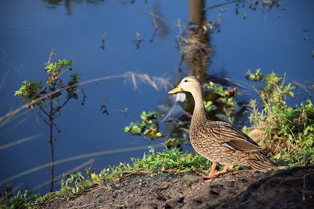 Free download Duck Mallard Male -  free photo or picture to be edited with GIMP online image editor