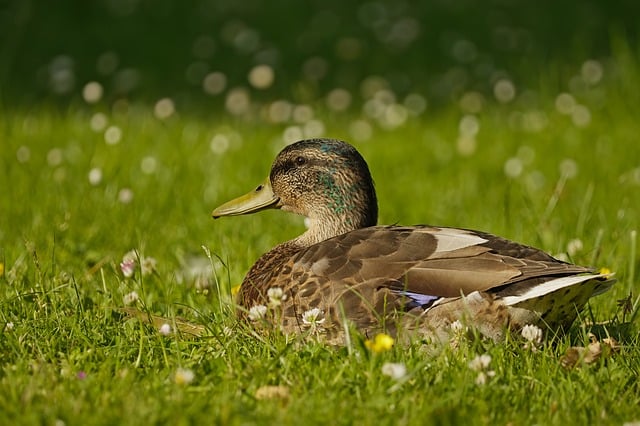 Free download duck mallard nature bird plumage free picture to be edited with GIMP free online image editor