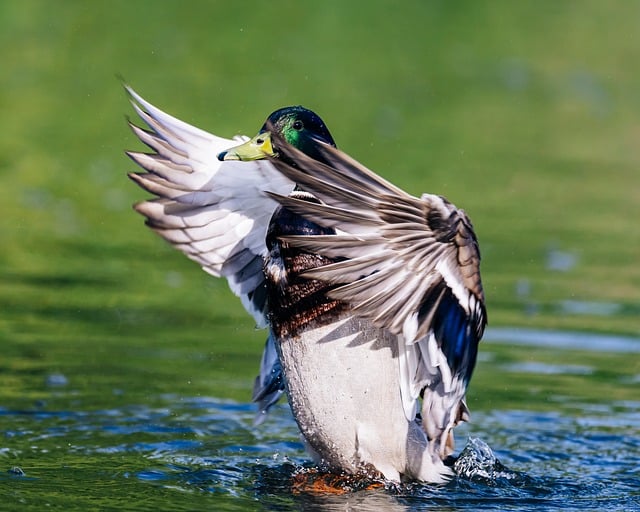Free download duck mallard nature water bird free picture to be edited with GIMP free online image editor