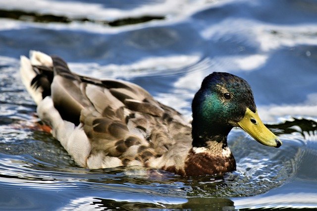 Gratis download Duck Mallard Pond - gratis foto of afbeelding om te bewerken met GIMP online afbeeldingseditor
