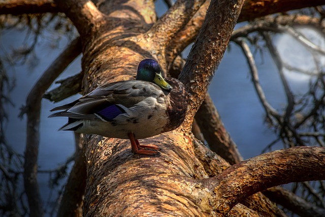 Free download duck mallard tree bird waterfowl free picture to be edited with GIMP free online image editor