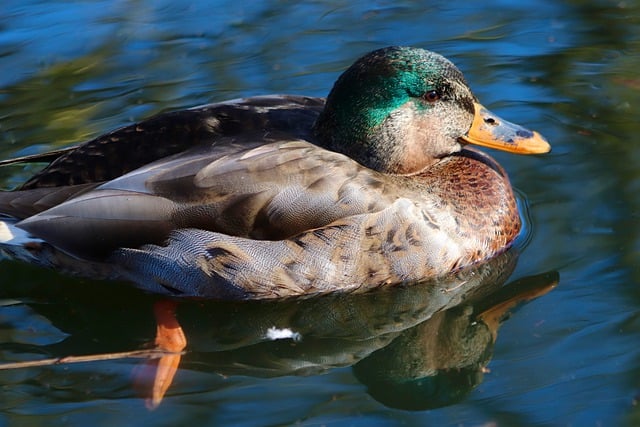 Free download duck mallard water bird animal free picture to be edited with GIMP free online image editor