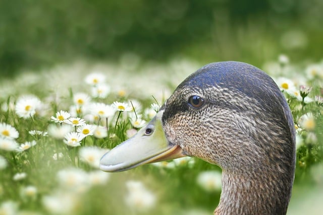 Free download duck mallard water bird daisy free picture to be edited with GIMP free online image editor